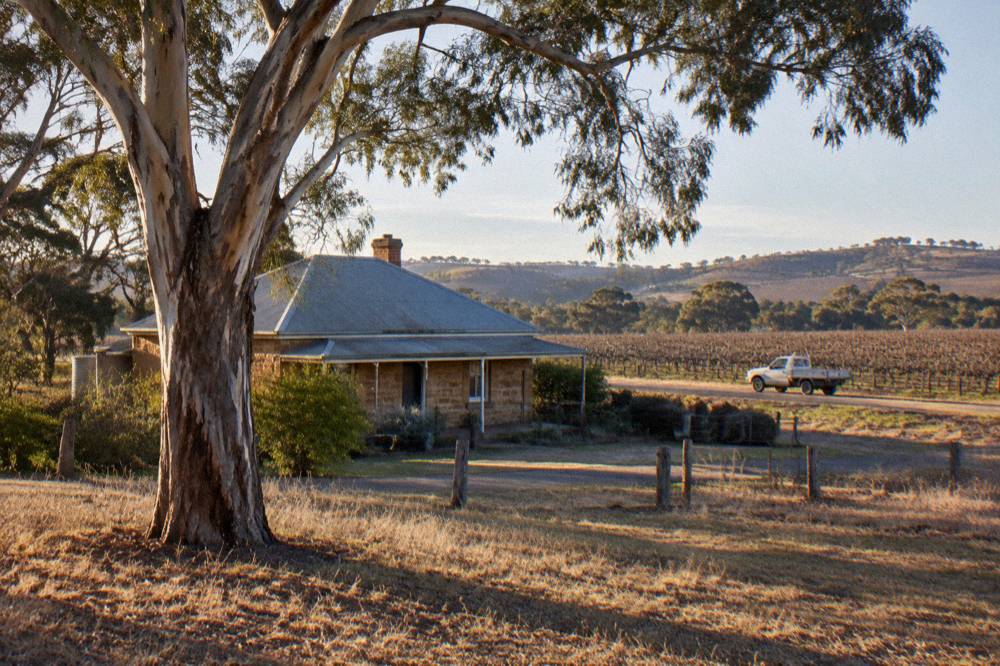 A quiet stone cottage and gum tree on a Barossa Valley back road between vineyards.