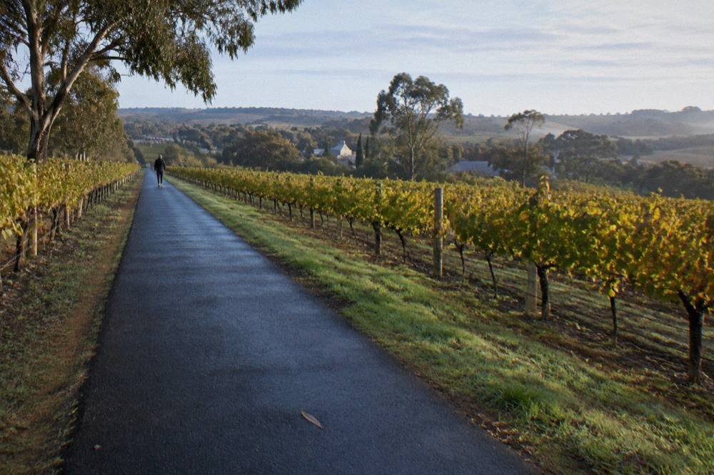 A sealed cycling trail passing beside vineyard rows under an open sky with no people