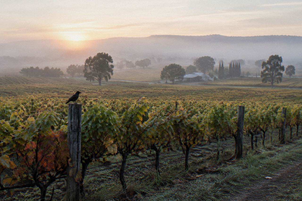 Vineyard rows stretching across a wide valley with distant hills and no people