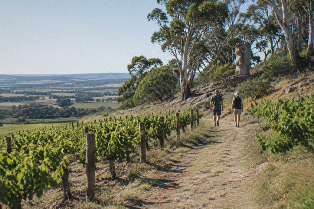 Two people walking a vineyard path between rows of Shiraz vines
