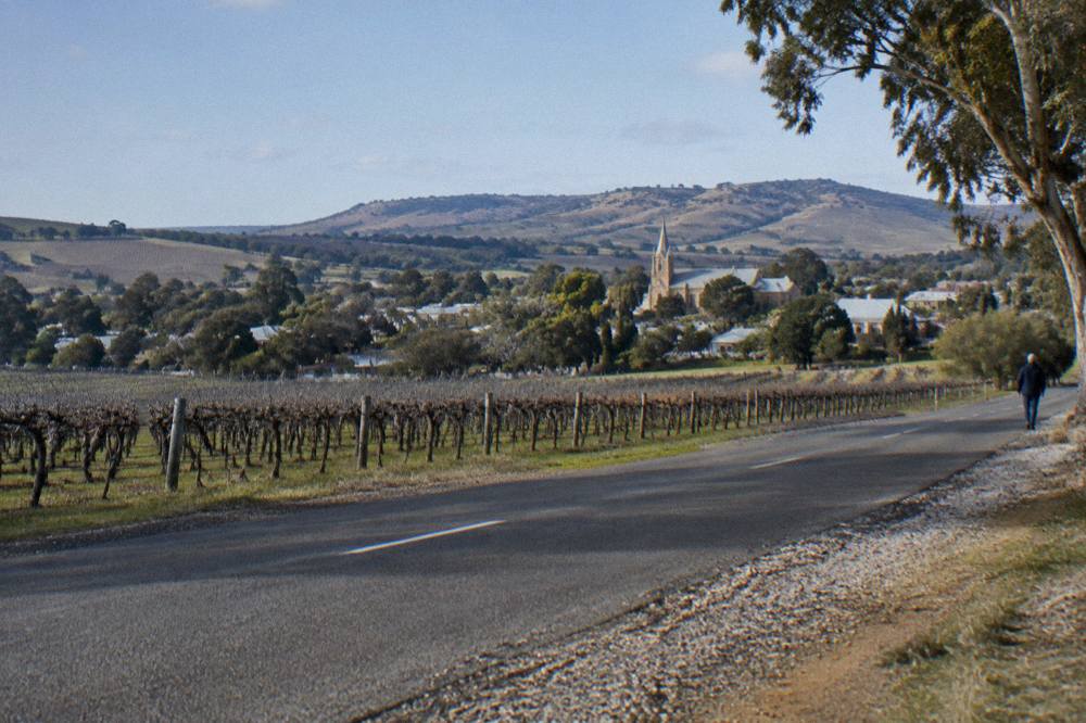 Rows of grapevines along a sealed country road with low hills behind