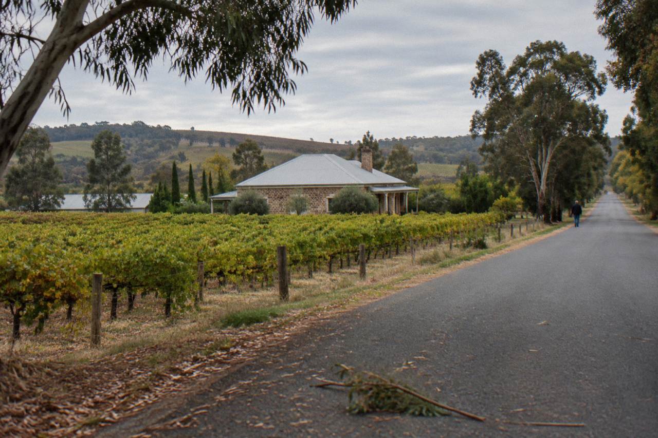 A quiet country road running between rows of vineyards on the Barossa Valley floor