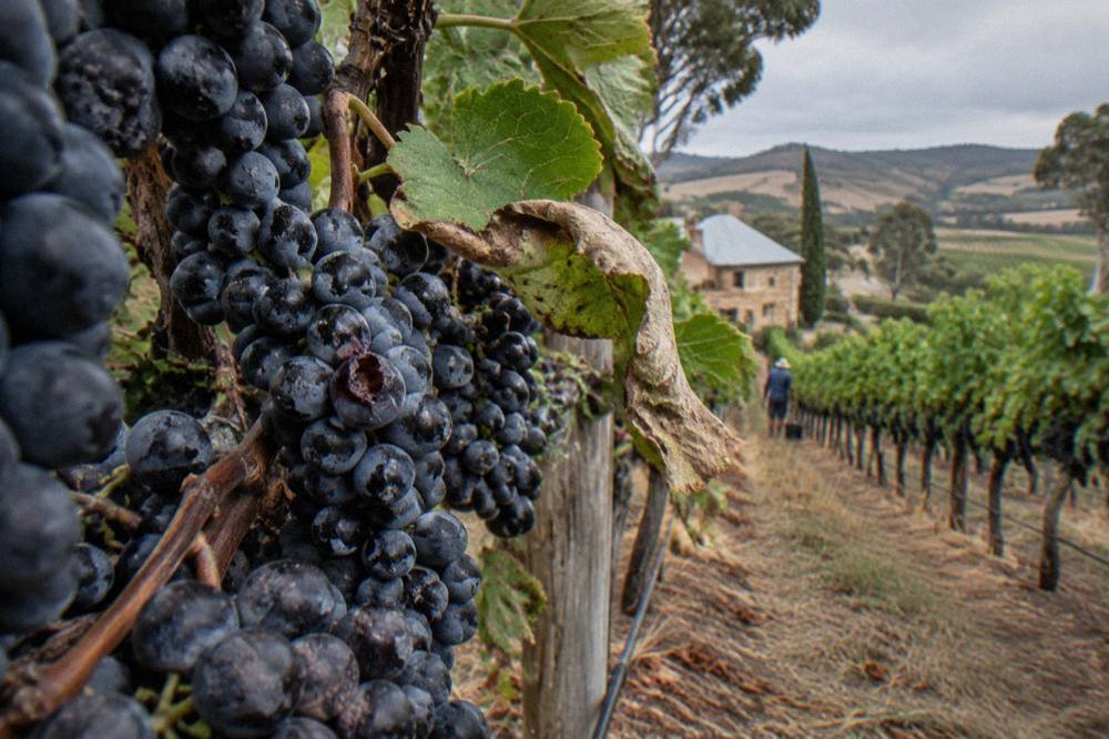 Close view of ripe Shiraz grapes on the vine in a Barossa Valley vineyard