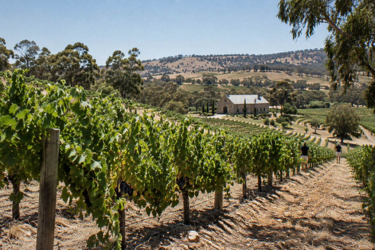 Rows of Shiraz vines on a sunlit Barossa Valley hillside with a stone winery building in the distance