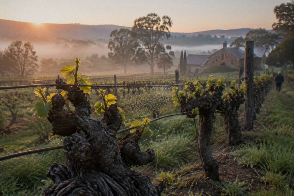 Old gnarled Shiraz vine trunks in a Barossa vineyard with rows stretching to distant hills