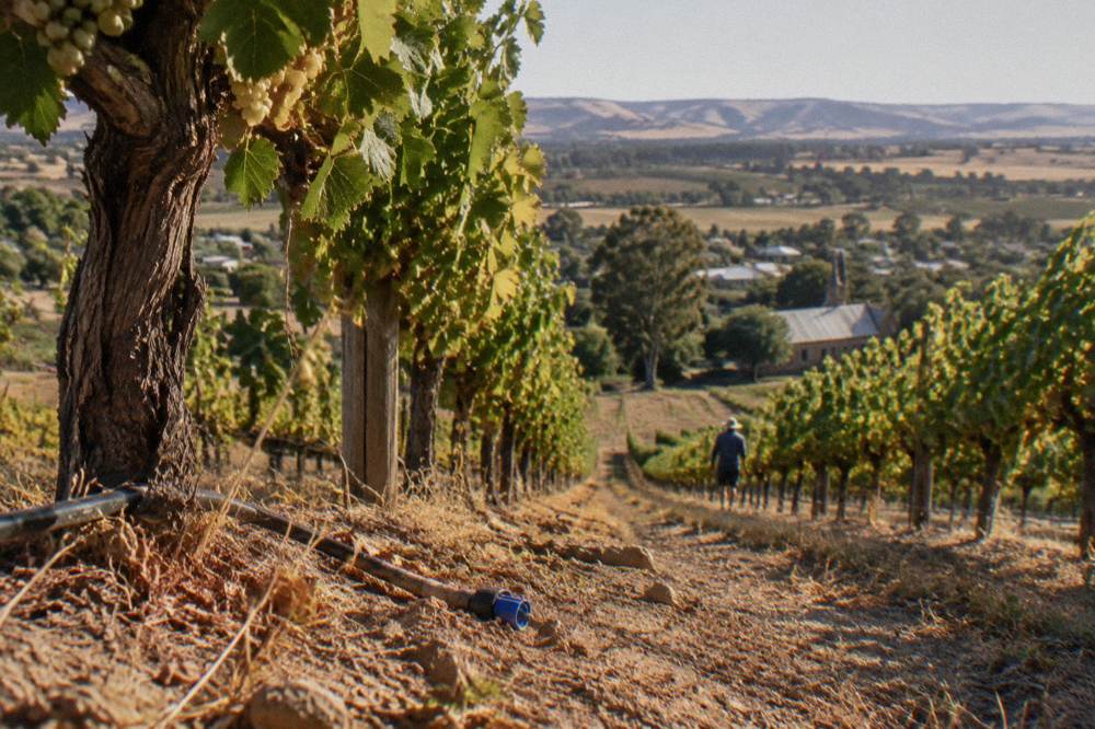 A light aircraft view is absent here instead golden vineyard rows on warm hillsides in late afternoon sun