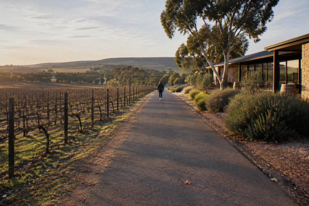 A cyclist riding a sealed path through vineyards and farmland in morning light