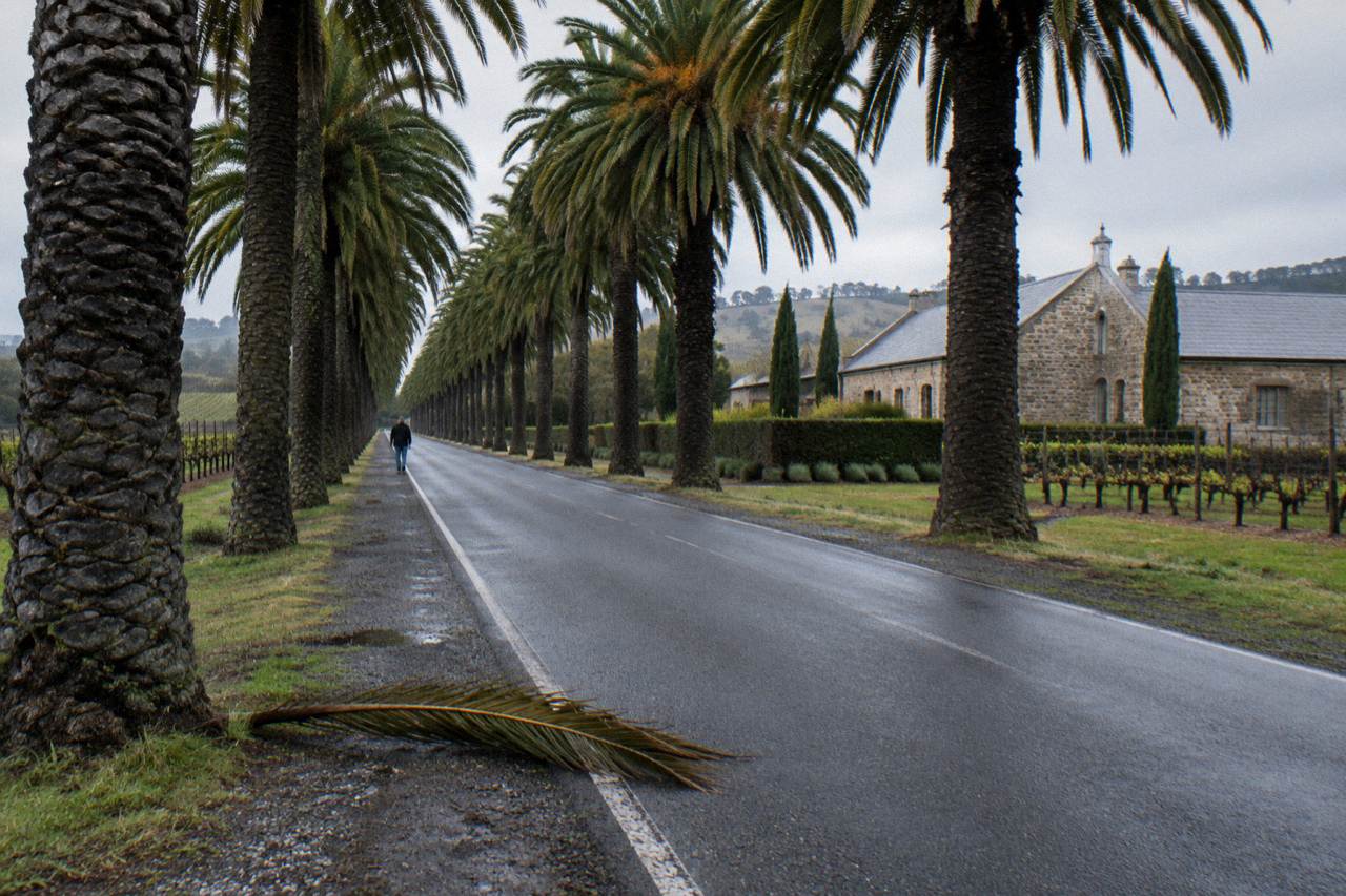 A quiet country road lined with palm trees running through Barossa Valley farmland