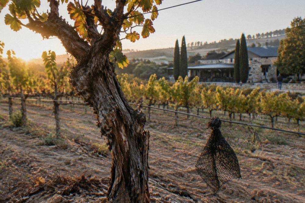 Old gnarled Shiraz vine trunks in a dry Barossa vineyard at sunrise