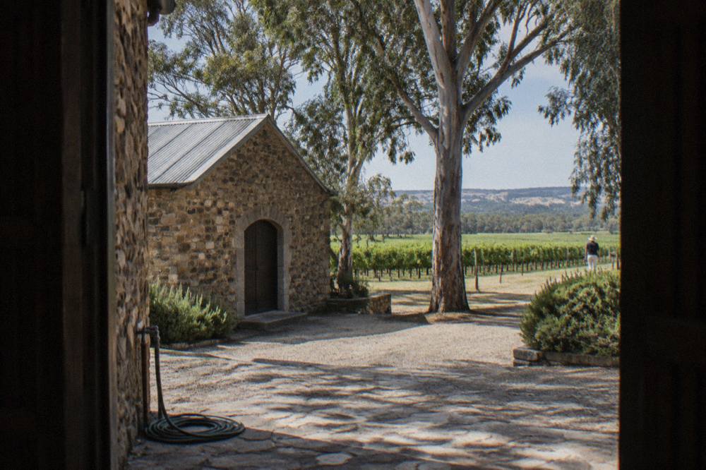 A stone cellar door building beside gum trees and vine rows in morning light