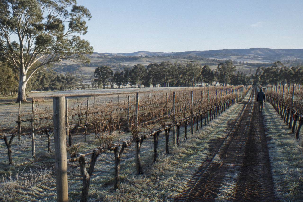 Rows of Shiraz vines on gently sloping Barossa hills under a clear morning sky