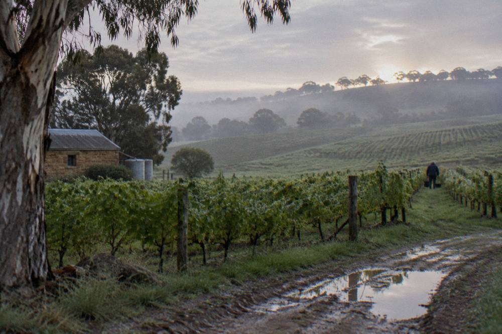 Vineyard rows on gently rolling Barossa farmland under morning light