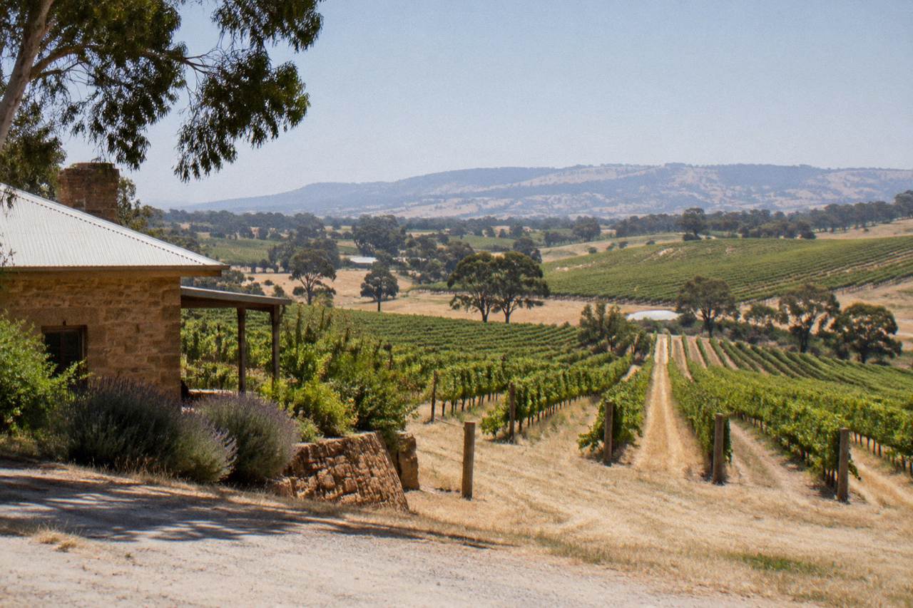 Rows of grapevines on rolling hills under a clear sky in the Barossa Valley