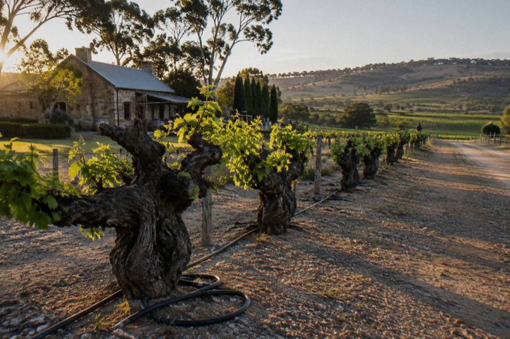 Old gnarled Shiraz vine trunks in a dry Barossa vineyard with sandy soil and morning light.