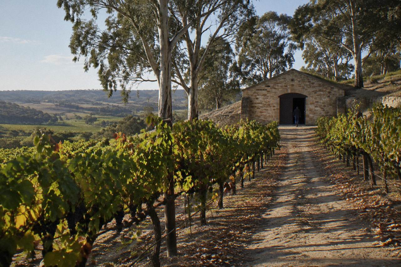 Rows of Shiraz vines on rolling hills with a stone cellar door building in the distance under a clear sky.