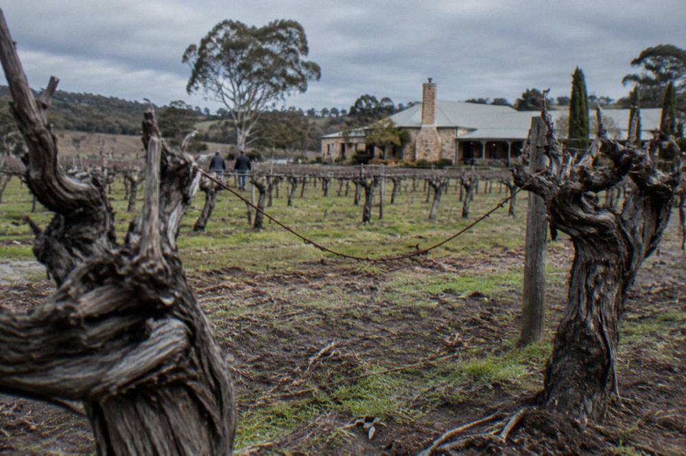 Old gnarled Shiraz vine trunks in a dry Barossa vineyard row