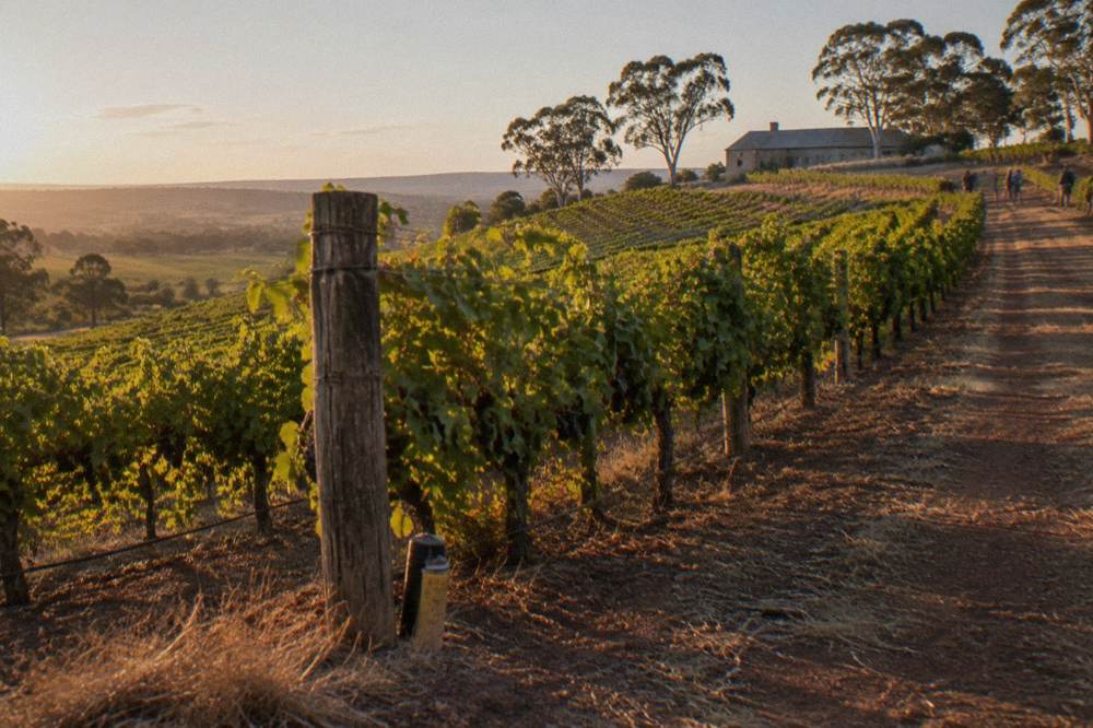 Rows of Shiraz vines on a Barossa Valley hillside under a clear sky