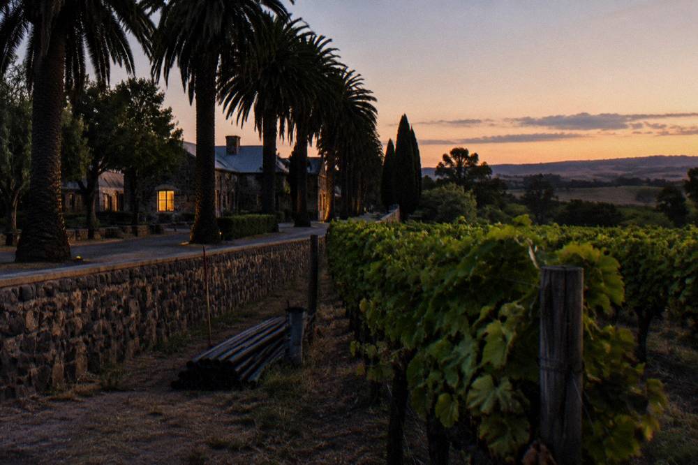 Vines rows running up to a low stone winery building at dusk