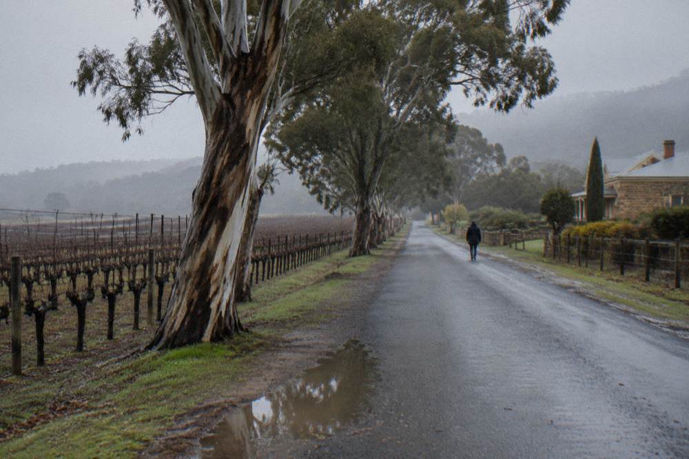 A quiet country road lined with gum trees between vineyards
