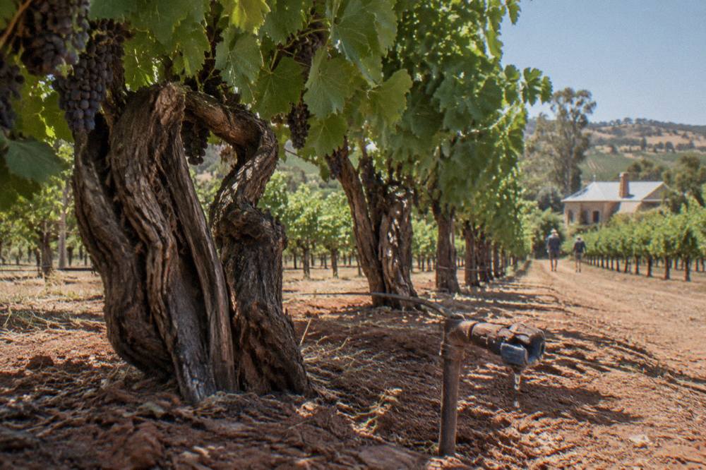 Old gnarled Shiraz vine trunks in a Barossa vineyard with dry soil and green canopy