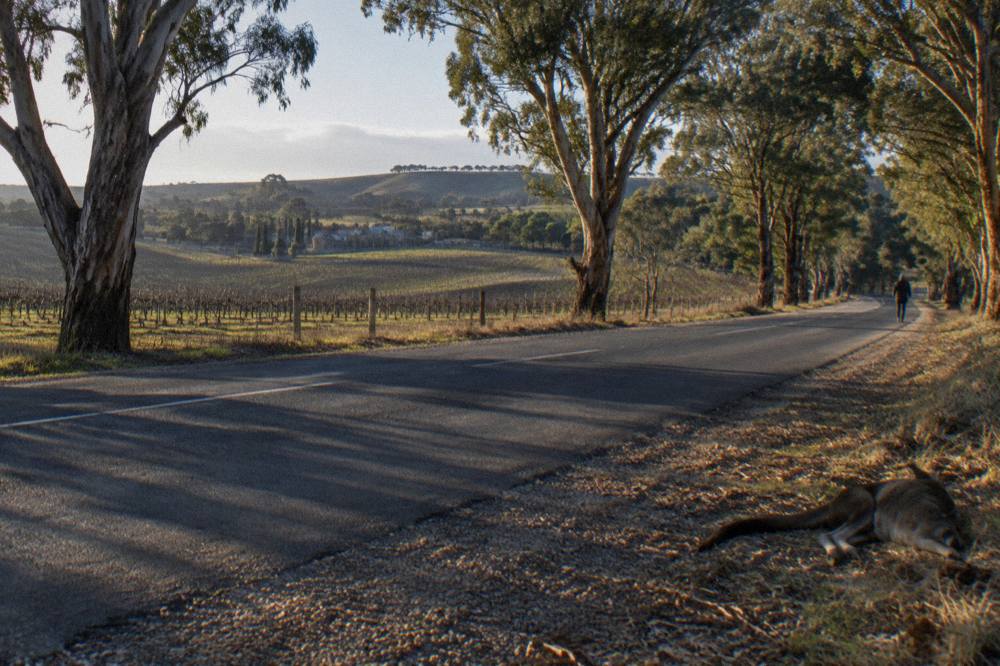 A country road lined with gum trees leading toward Barossa vineyards