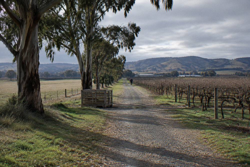 A country rail trail path running beside farmland toward the Barossa hills