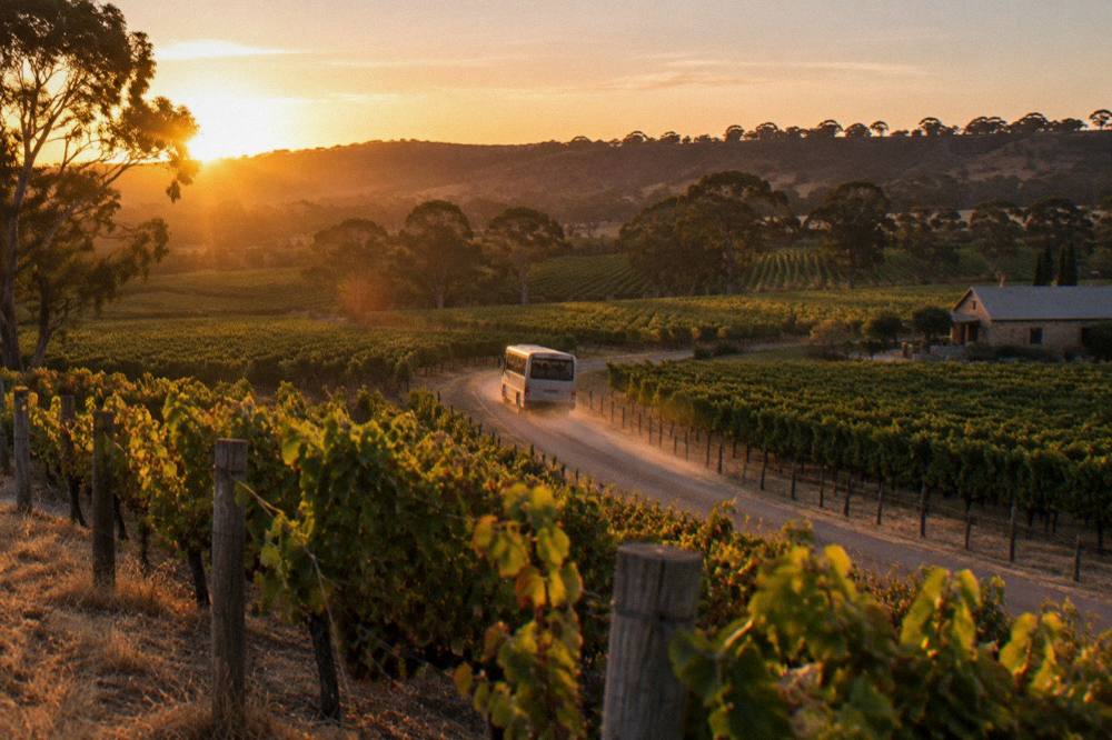 A tour bus winding along a road between Barossa vineyard rows at sunset