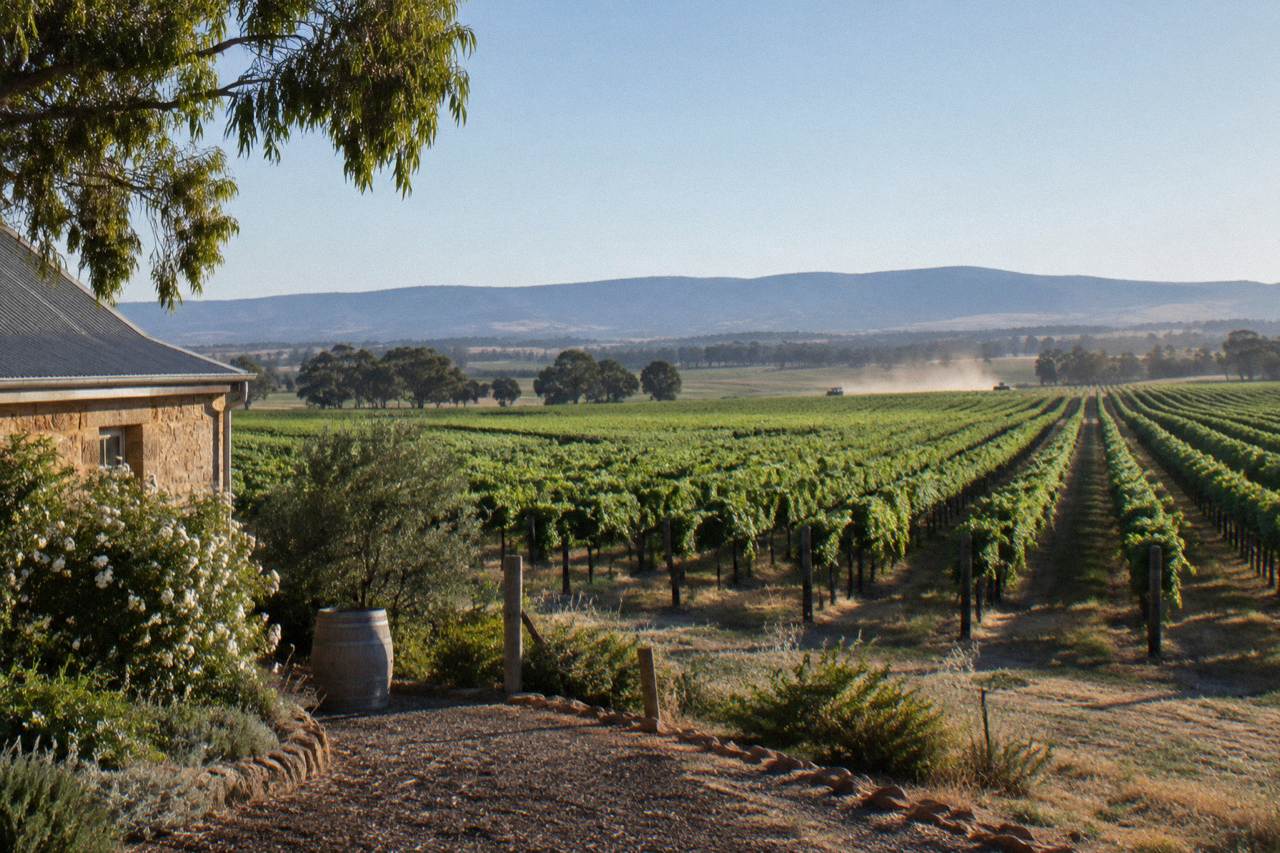 Vineyard rows stretching across the Barossa Valley floor under a clear sky