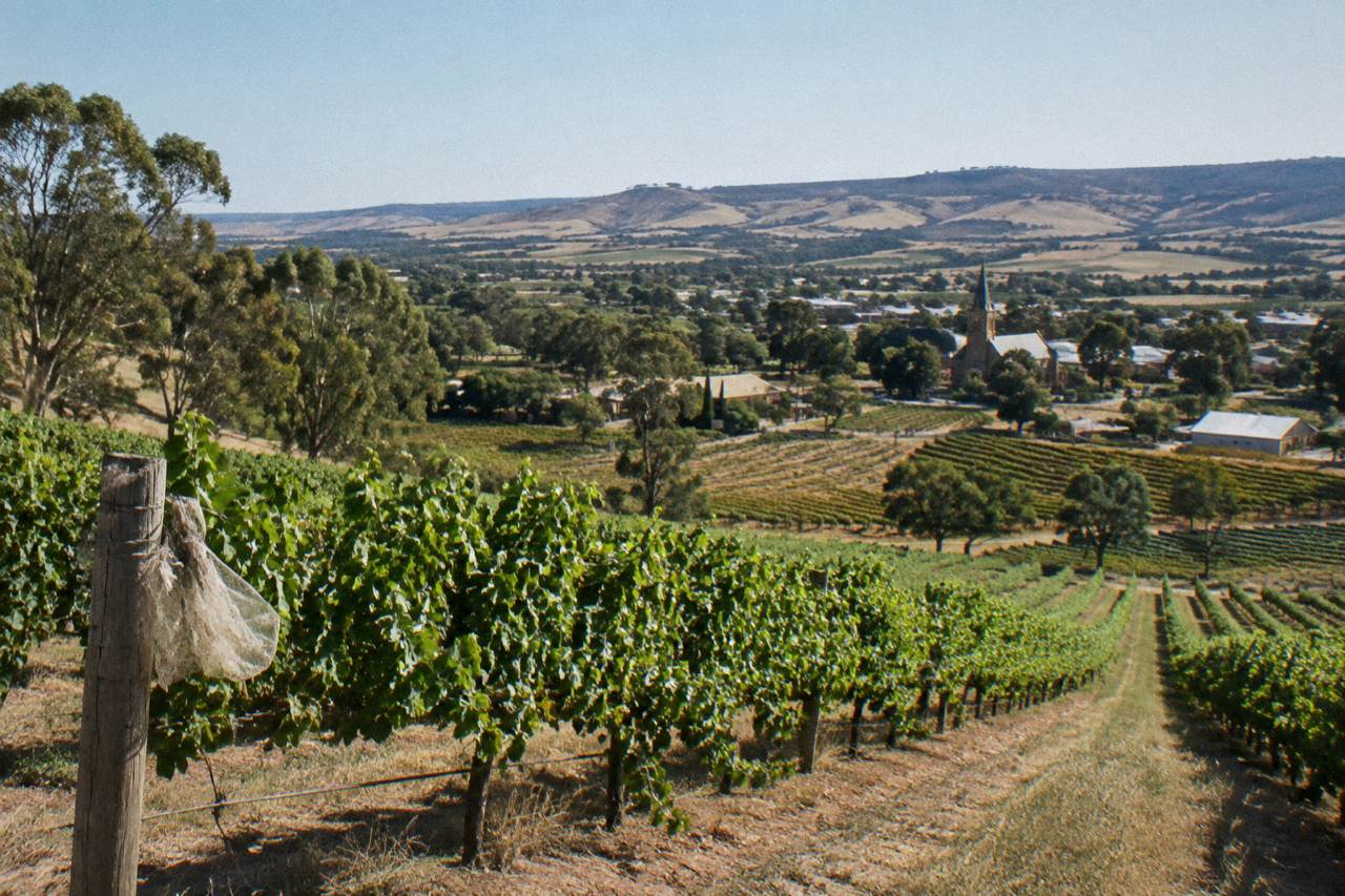 Vineyard rows on gentle Barossa hills under a wide clear sky