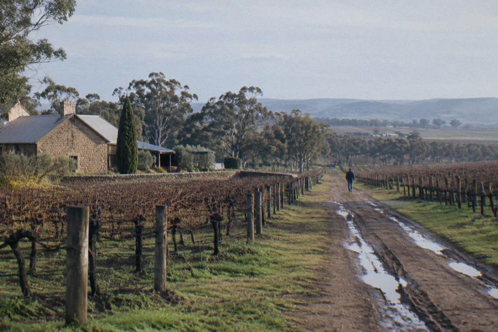 Vineyard rows on a valley floor with dirt lanes between blocks under a wide sky