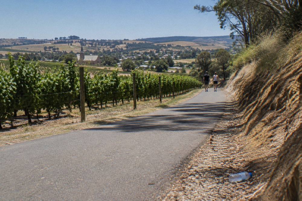 A smooth paved cycling path winding between rows of grapevines under a blue sky