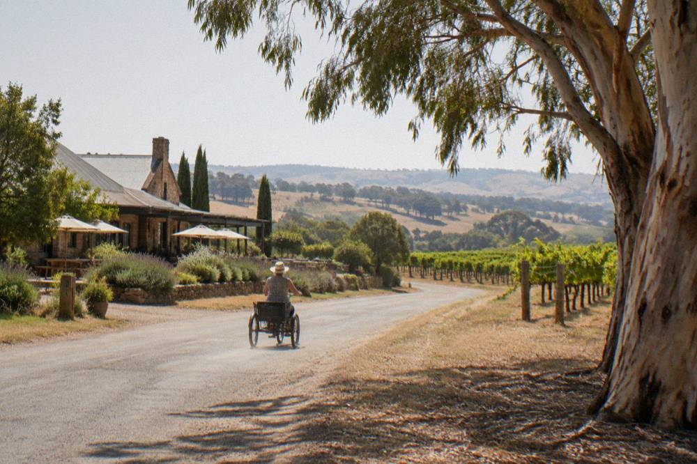A three-wheeled trike travelling along a country road with vineyards on both sides
