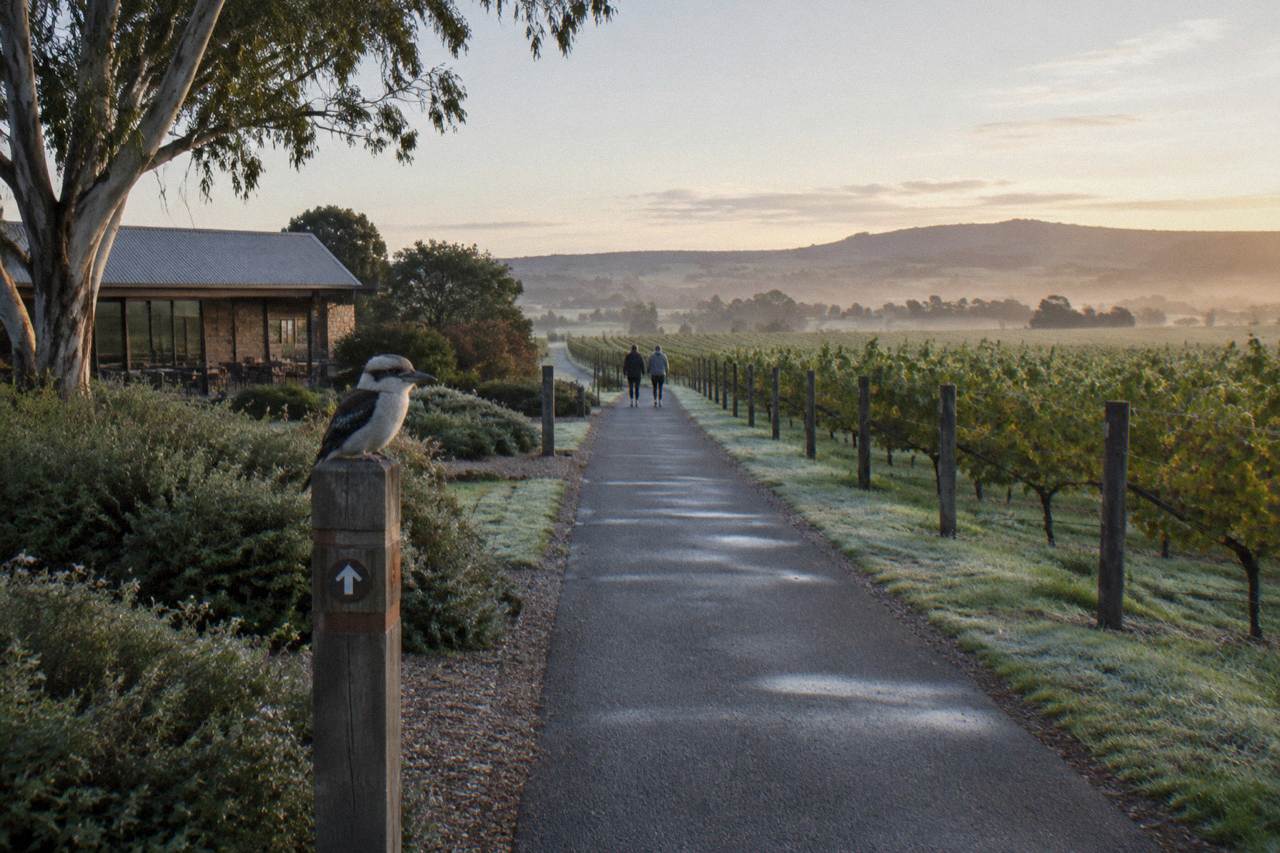 A sealed cycling trail running beside vineyards and low hills in the Barossa Valley