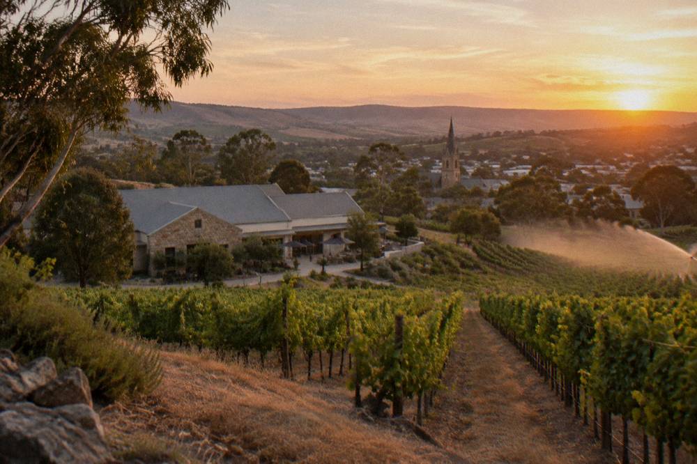 Vineyard rows on a hillside leading down to a cellar door building