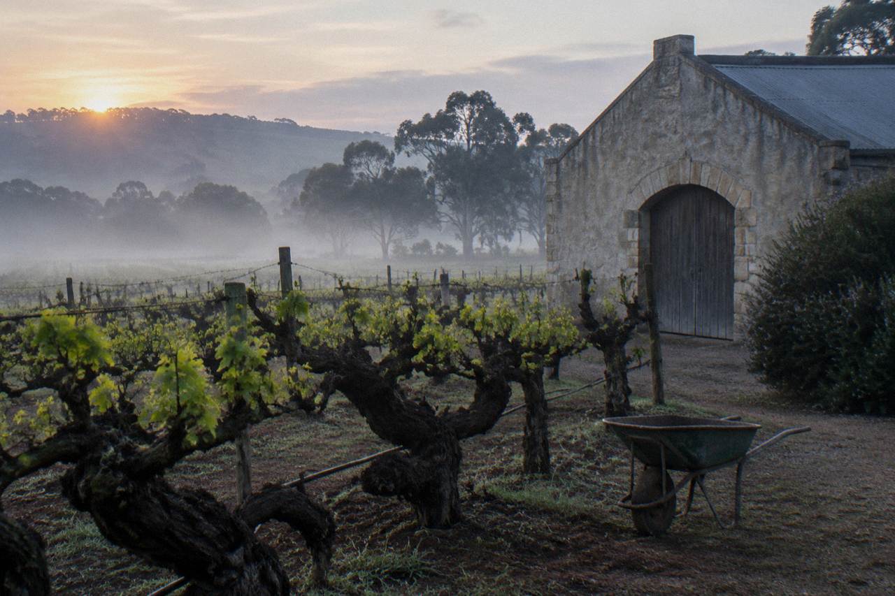 A stone cellar door building beside rows of grapevines under a clear sky