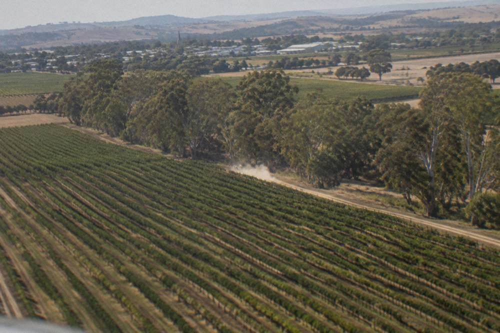 Rows of Shiraz vines on the Barossa Valley floor seen from a low flying aircraft