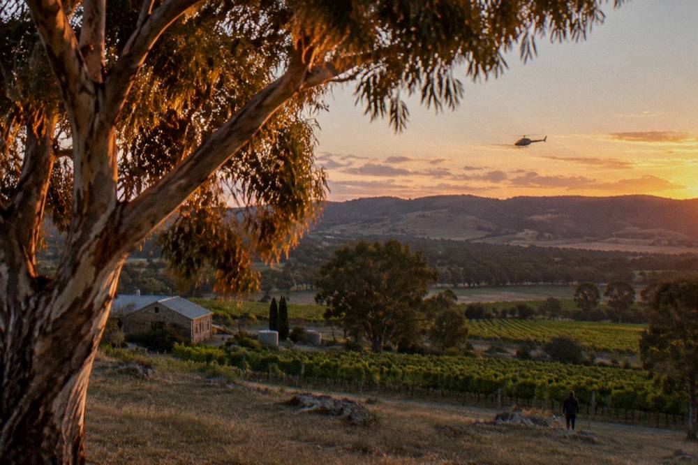 A helicopter flying above vineyards with the ridgeline of the Barossa western hills beyond