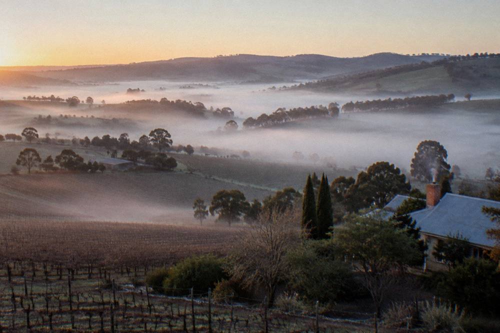 Morning light across the Barossa Valley with low mist over vine rows and hills