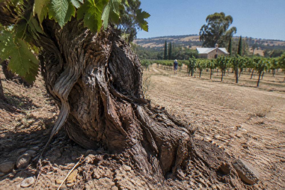 Gnarled old Shiraz vines with thick twisted trunks in dry Barossa soil