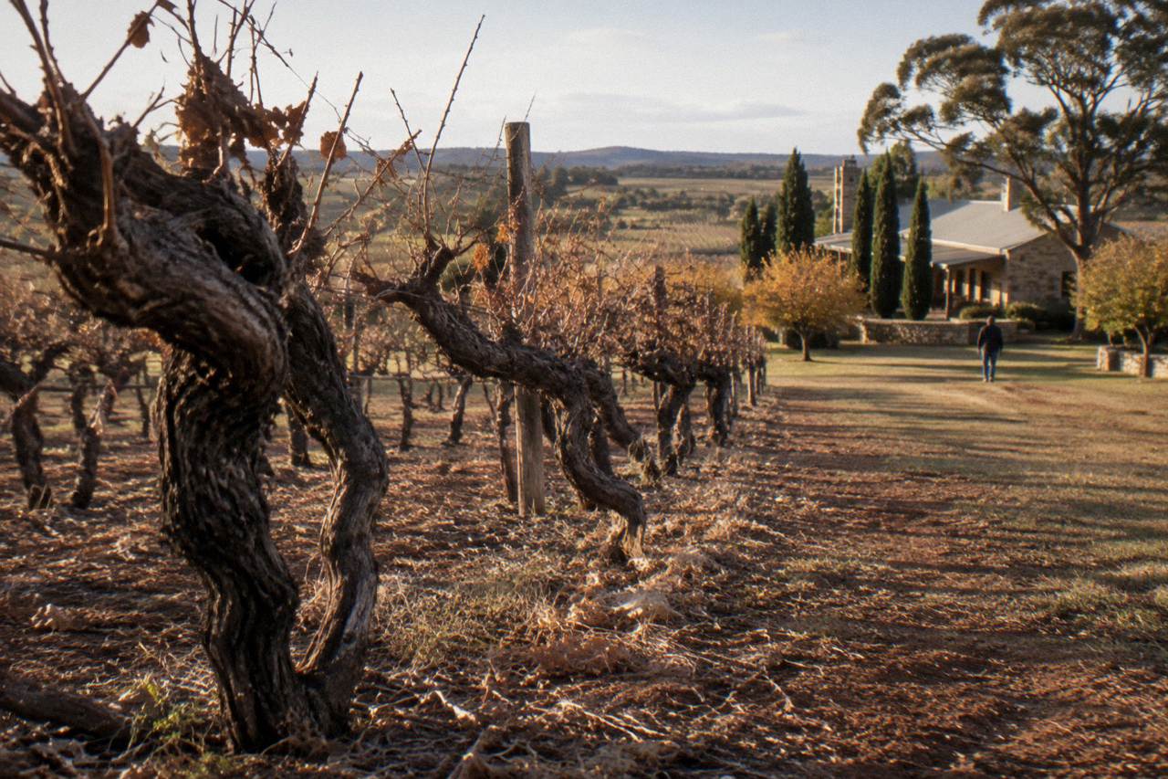 Rows of old Shiraz vines on a red-soil hillside in the Barossa Valley at late afternoon