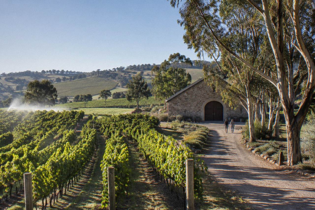 Vineyard rows and a stone cellar door building in the Barossa Valley under a clear sky