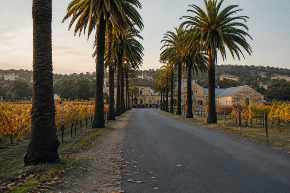 A road lined with palm trees running between vineyards toward winery buildings