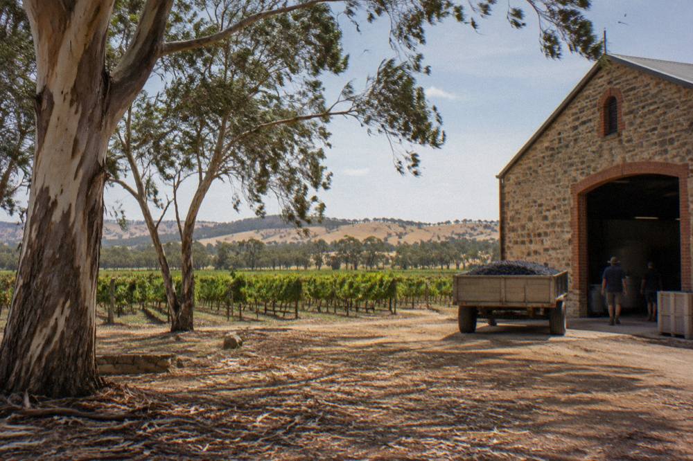 A stone winery building beside gum trees and vine rows on flat valley floor country