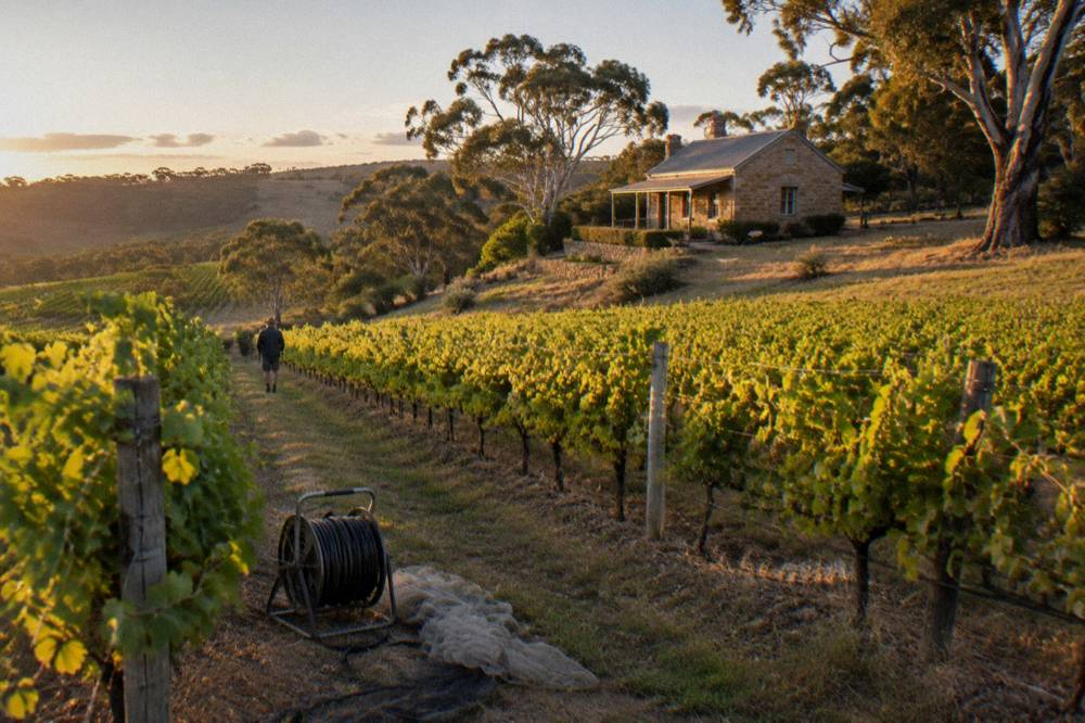 Vineyard rows climbing a hillside with a stone cottage at the top under afternoon light