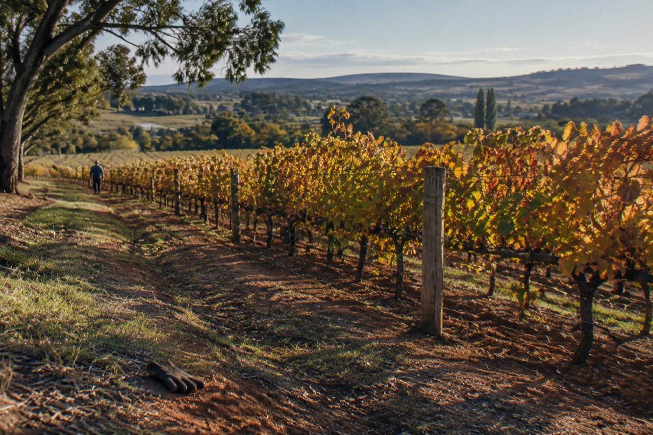Rows of grapevines in the Barossa Valley with autumn colours across the hills