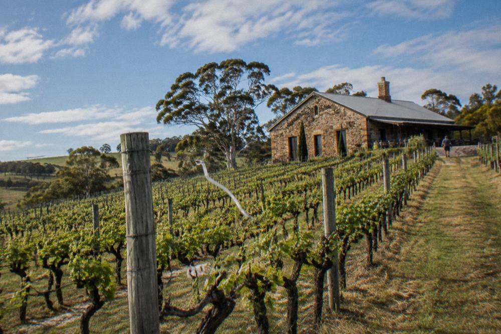 Vineyard rows running up to a weathered stone winery building under a wide sky