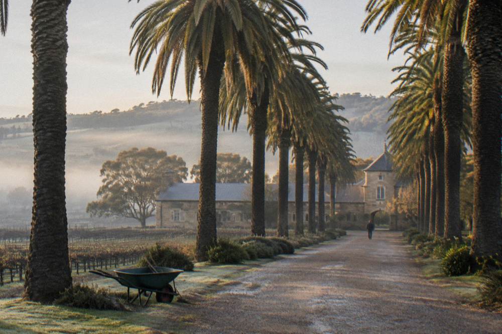 A long avenue of palm trees leading to a historic winery estate with sandstone buildings