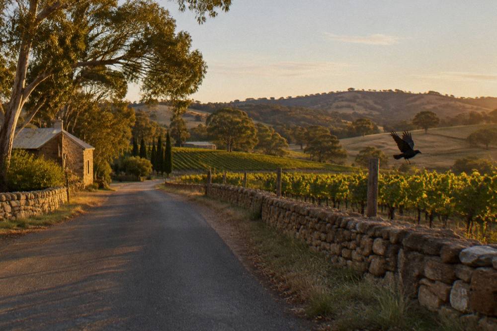 A quiet country road winding between vineyards and low stone fences in late afternoon light