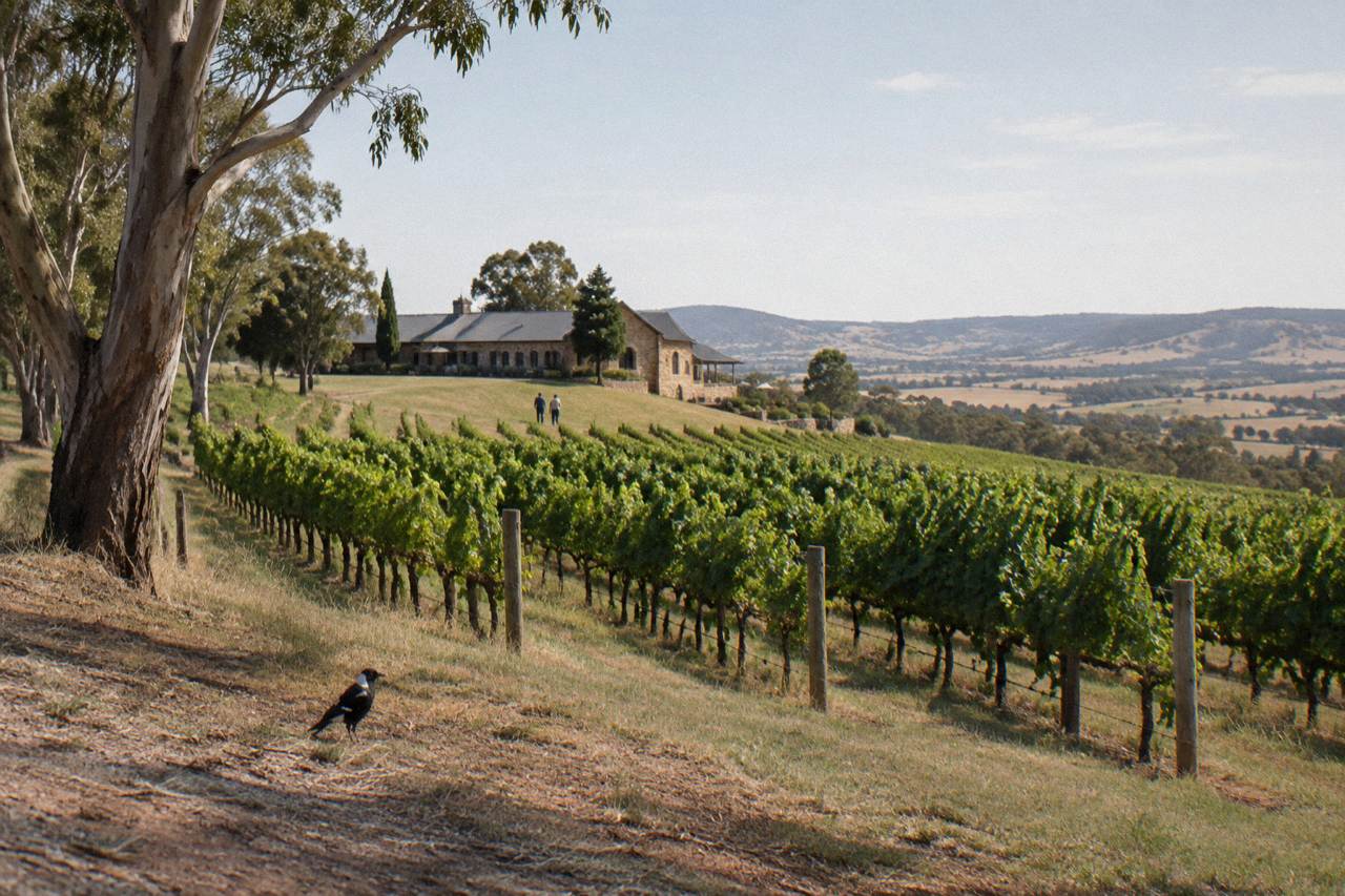 Rows of Shiraz vines on a gentle Barossa hillside with a stone winery building in the distance