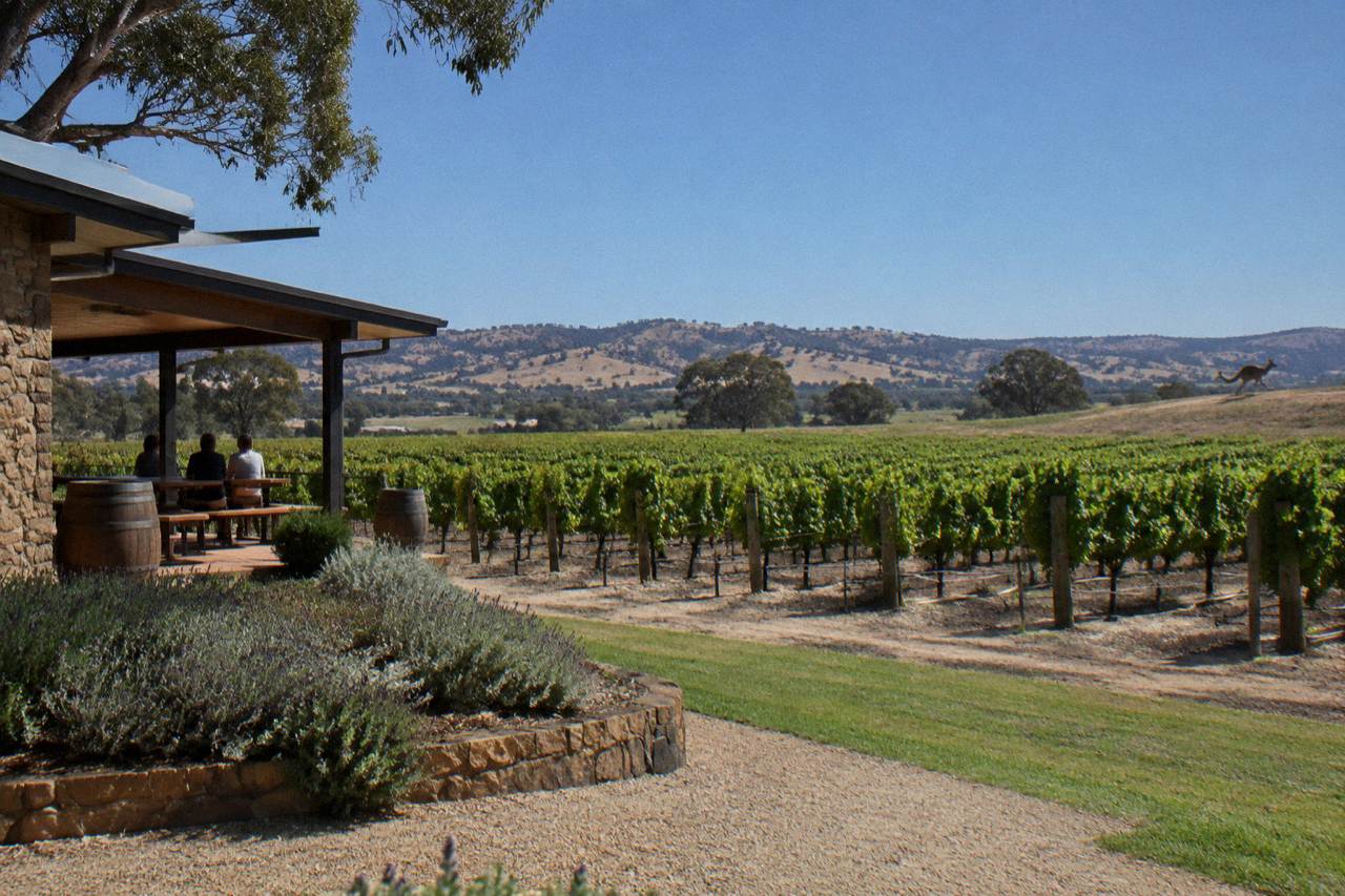 Rows of grapevines in the Barossa Valley under a clear blue sky